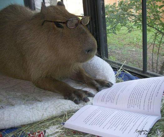 Imagen de un capibara