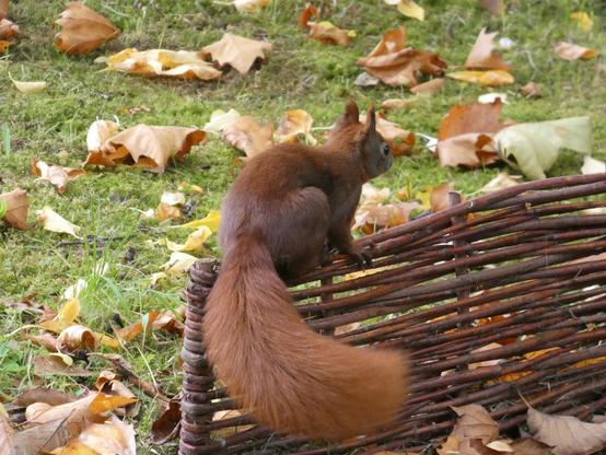 Ein Eichhörnchen sitzt auf einem Weidenzäunchen. Rückprofil. Präsent ist der Plüschschwanz im Bild zu sehen. Herbstlaub überall um es herum.