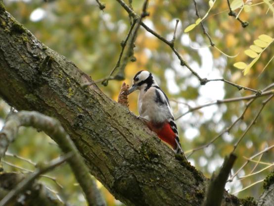 Ein Buntspecht ruppt mit seinem Schnabel Borke von einem Baum, auf dem er sitzt. Man erkennt urst den roten Federpöker. Äste, Blätter, Zweige etc. im Hintergrund.