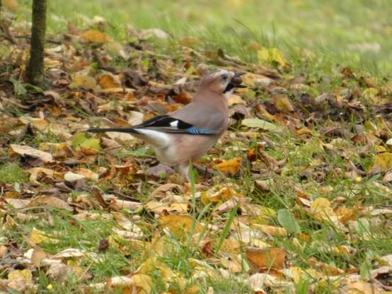 Ein (anderer) Eichelhäher steht auf einer herbstbunt belaubten Wiese und SCHLINGT gierig in einem Mal eine Eichel, oder Haselnuss runter (okay, wie soller dat auch sonst machen… kann ja nich’ kauen…).