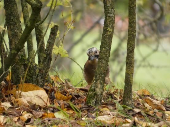 Ein Eichelhäher luschert hinter einem Buschstämmchen hervor. Man kann ihn ziemlich direkt ankucken. Man erkennt gut das gesprenkelte Gefieder auf seinem Kopp. Herbstlaub um ihn. Rechts andere Buschstämmchen.