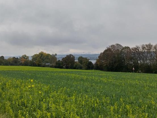 Blick auf die Alpen über den Bodensee. Im Vordergrund Felder, Wiesen und Bäume