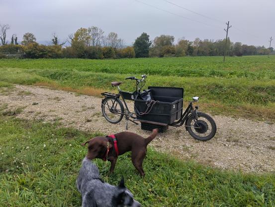 Zwei Hunde spielen auf einer Wiese vor einem Lastenrad