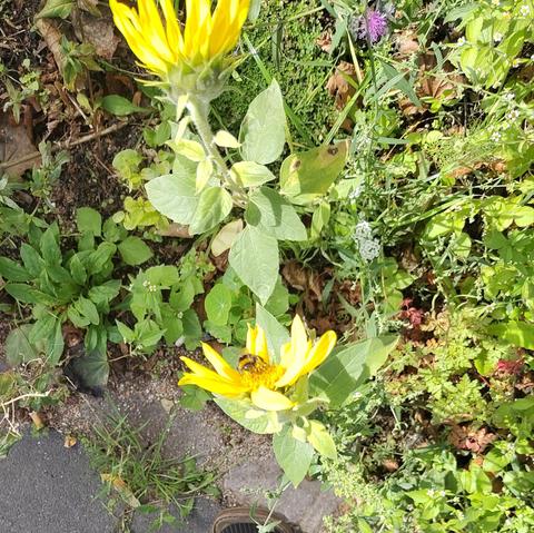 Kleine Sonnenblume mit Biene